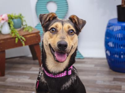 Brown and black dog smiling in a home